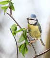 Sýkorka belasá (Parus caeruleus)