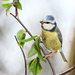 Sýkorka belasá (Parus caeruleus)