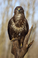 Myšiak hôrny (Buteo buteo)
