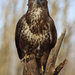 Myšiak hôrny (Buteo buteo)