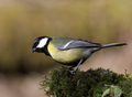 sýkorka bielolíca (Parus major)