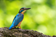 Rybárik riečny (Alcedo atthis)