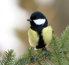 sýkorka bielolíca (Parus major)