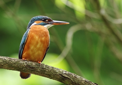 rybárik  (Alcedo atthis)