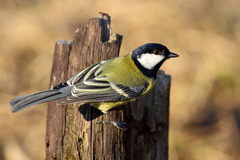 sýkorka bielolíca (Parus major)
