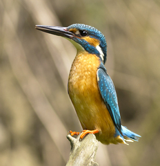 rybárik riečny (Alcedo atthis)