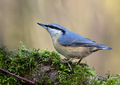 brhlík európsky (Sitta europaea)