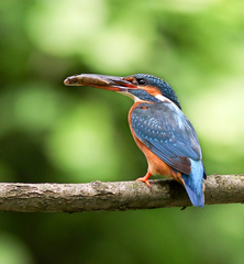 rybárik riečny (Alcedo atthis)