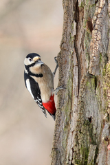 ďateľ veľký (Dendrocopos major)