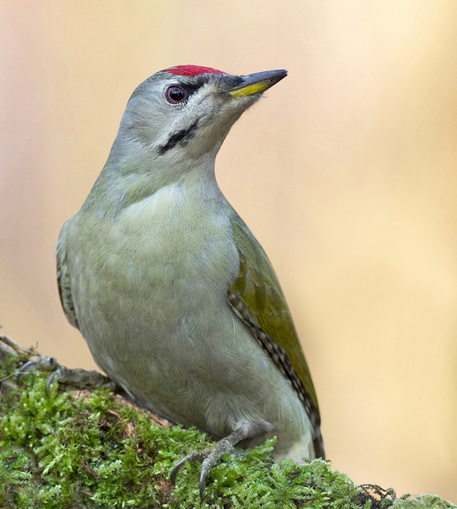 žlna siva (Picus canus )