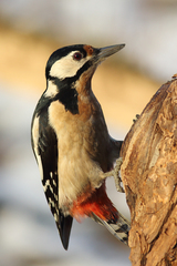 Dendrocopos major - samička