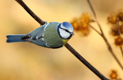 sýkorka belasá (Parus caeruleus)