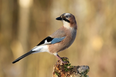 Sojka  (Garrulus glandarius)