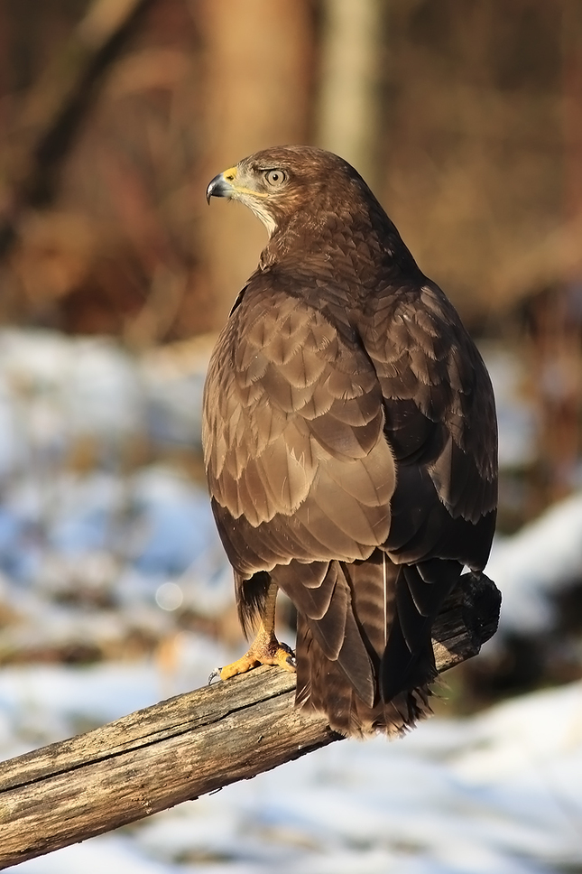 myšiak  (Buteo buteo)