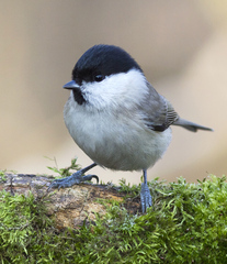 Sýkorka hôrna (Parus palustris)
