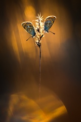 1501