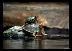 Korytnačky