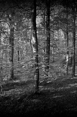 blair witch