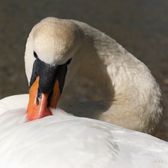 Viem, ale nepoviem...