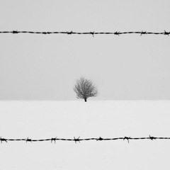 The Prisoner