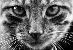 Hypnotizér