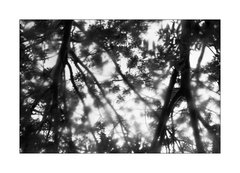 Wonderland