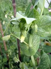 Hrá-šok