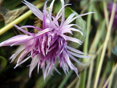 strapec