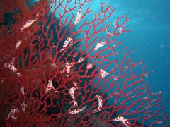 Red sea - koral