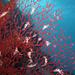Red sea - koral