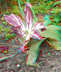 3D tulipán končí