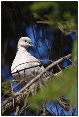 Jeden z prvýchjarných poslov