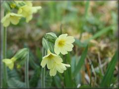 Primula Veris