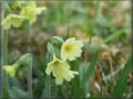 Primula Veris