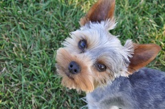 Benny