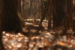 Šťastie v nešťastí...Prasiatka..