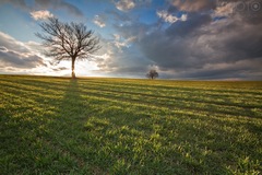 V krajine stromov...