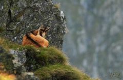 Roháčsky paroháč