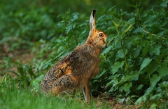 V poslednom západovom svetle...