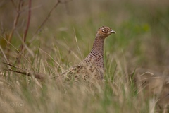 Som neviditeľná...