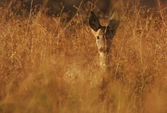 Čo sa deje vo vysokej tráve...