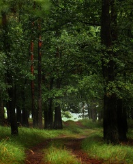 Rozrpávkový les...