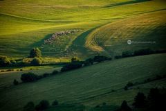 Liptovské ovečeky...