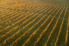 Slovenské vinice II