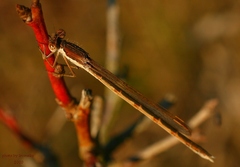 Jesenné šidielko...