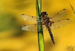 Vážka Ploská(Libellula quadrima)