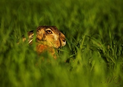 Na západovom slniečku...