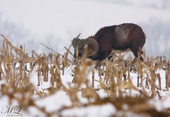 Zimné prekvapenie...