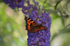 Motyl