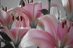 Lilien